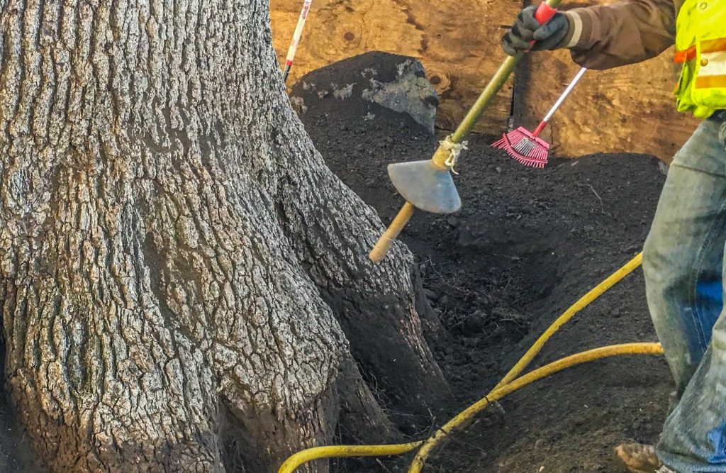 Root Excavation performed by Evergreen Tree Care