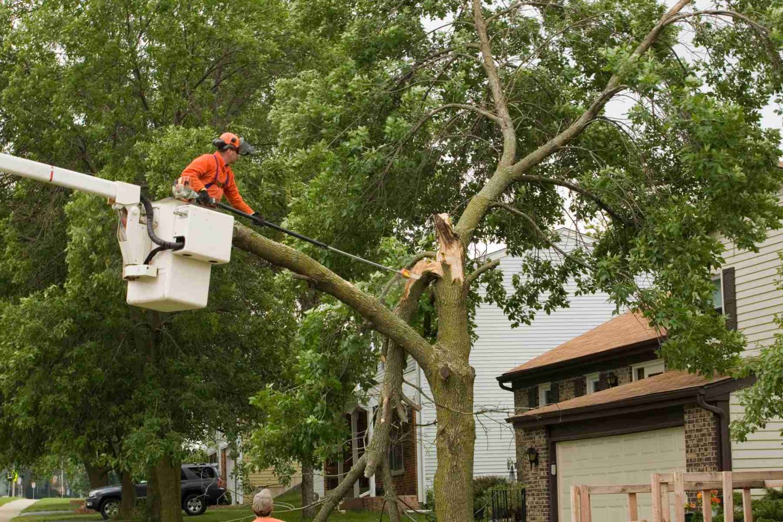 Tree Risk Assessment & TRAQ Consulting | Evergreen Tree Care