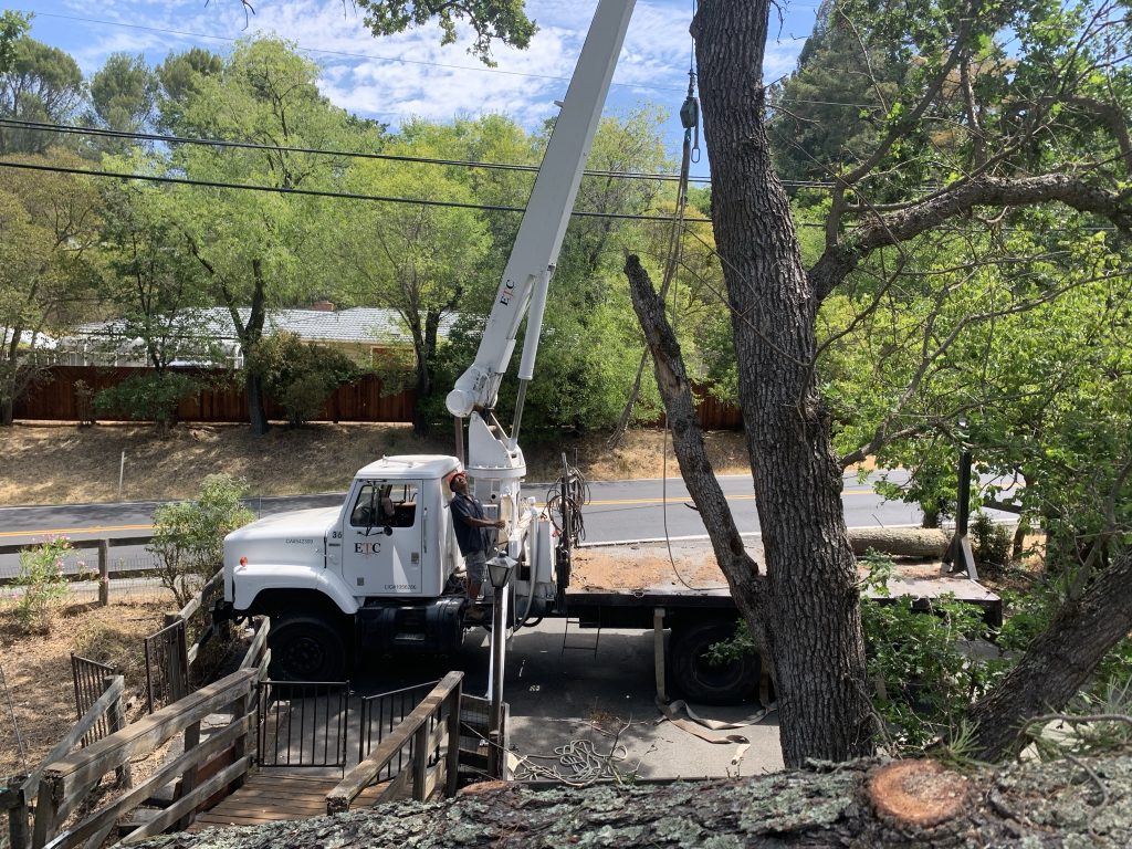 Crane Assisted Tree Removal