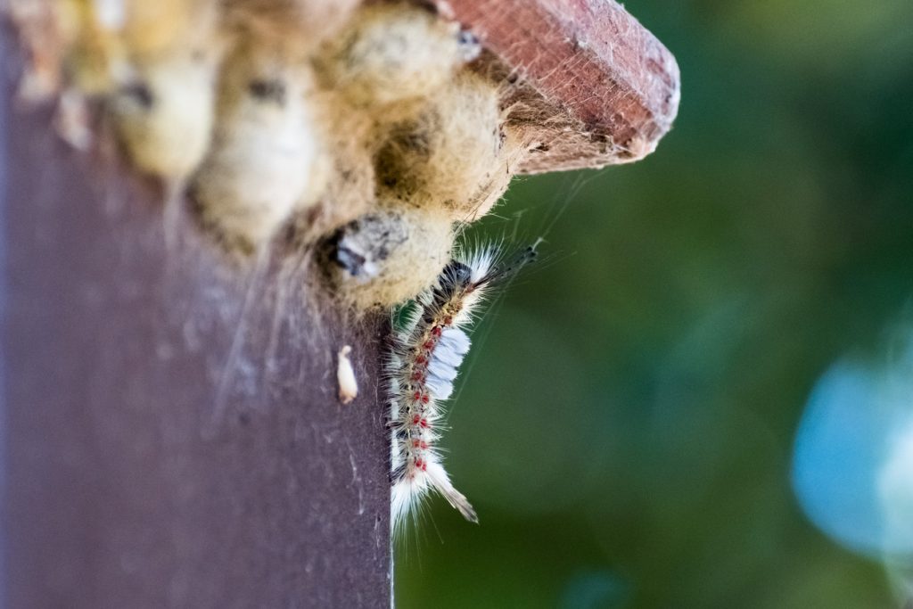 western tussock moth outbreak