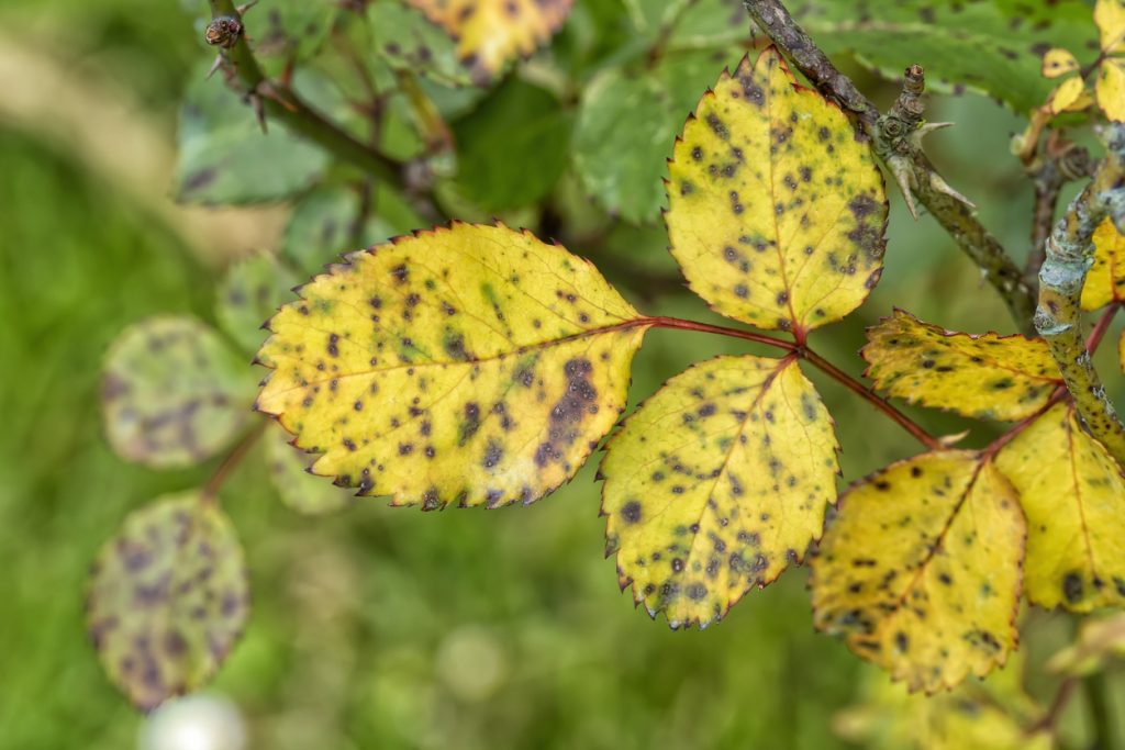 yellowing leaves california
