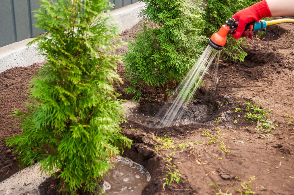 watering trees