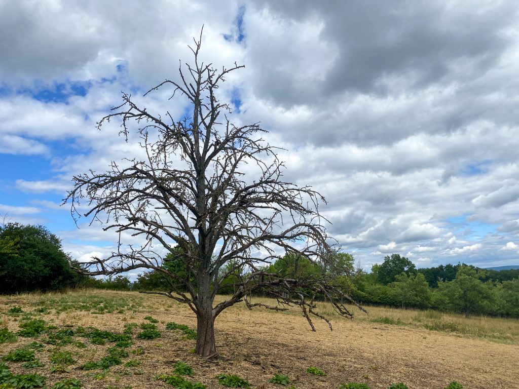 dead treee from heat stress
